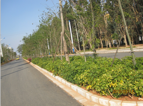 晉寧東大河景觀施工實(shí)景-道路綠化